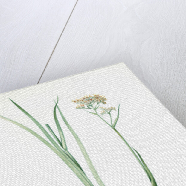 Heritiera tinctorum, Lachnanthes tinctorum; Heritiera des teinturiers, Paint Root; Red Root; Redleg by Pierre Joseph Redouté