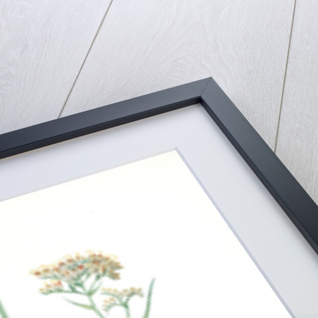 Heritiera tinctorum, Lachnanthes tinctorum; Heritiera des teinturiers, Paint Root; Red Root; Redleg by Pierre Joseph Redouté