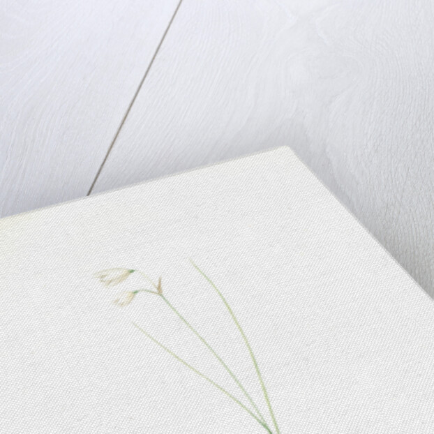 Leucojum grandiflorum, Leucojum trichophyllum; Nivéole à grandes fleurs, Three-leaved snowflakes by Pierre Joseph Redouté