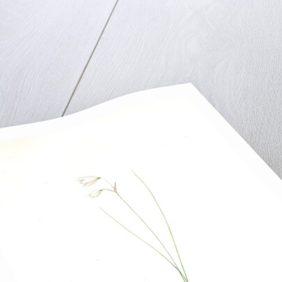 Leucojum grandiflorum, Leucojum trichophyllum; Nivéole à grandes fleurs, Three-leaved snowflakes by Pierre Joseph Redouté