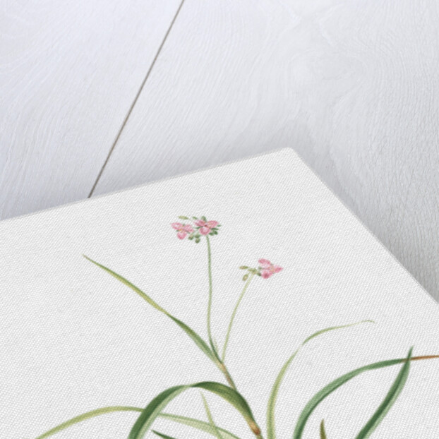 Tradescantia rosea, Ephémérine rose, Rosy Spiderwort by Pierre Joseph Redouté