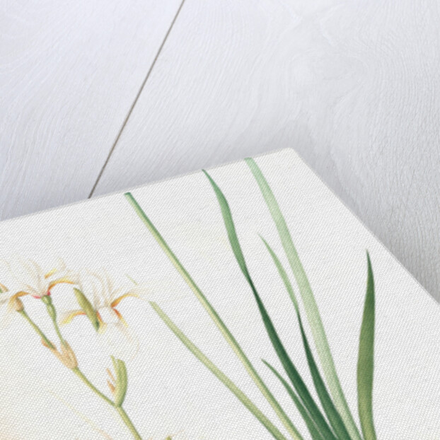 Ixia sibirica var. ochroleuca, Iris sp; Ixia de Sibérie var. à fleurs blanchâtres by Pierre Joseph Redouté