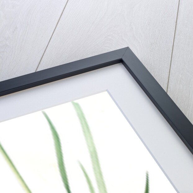 Ixia sibirica var. ochroleuca, Iris sp; Ixia de Sibérie var. à fleurs blanchâtres by Pierre Joseph Redouté