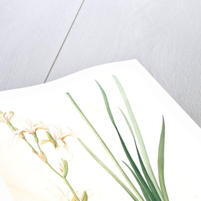 Ixia sibirica var. ochroleuca, Iris sp; Ixia de Sibérie var. à fleurs blanchâtres by Pierre Joseph Redouté