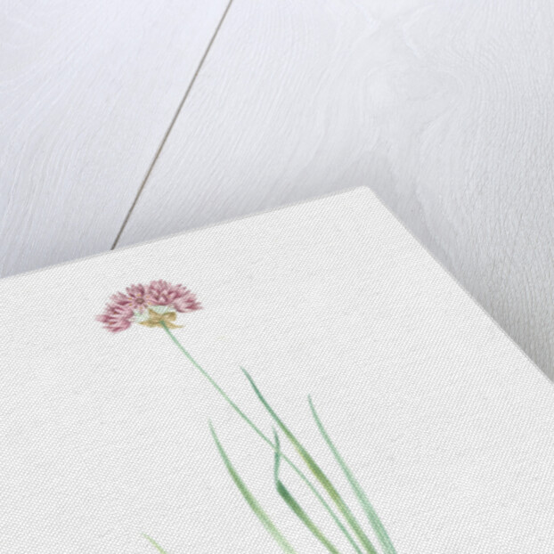 Allium roseum, Ail rose, Rose garlic by Pierre Joseph Redouté
