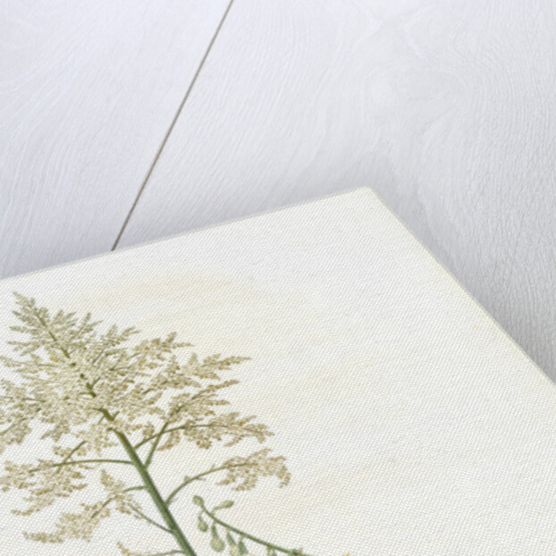 Furcraea gigantea, Fourcroye gigantesque; Giant False Agave by Pierre Joseph Redouté