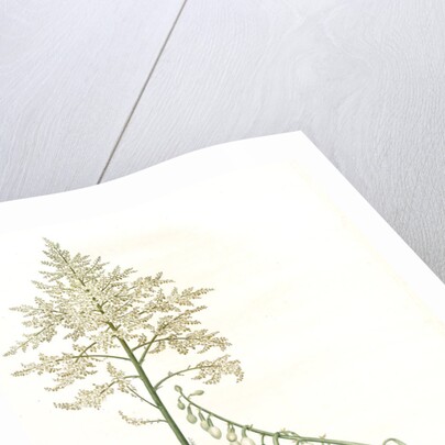 Furcraea gigantea, Fourcroye gigantesque; Giant False Agave by Pierre Joseph Redouté