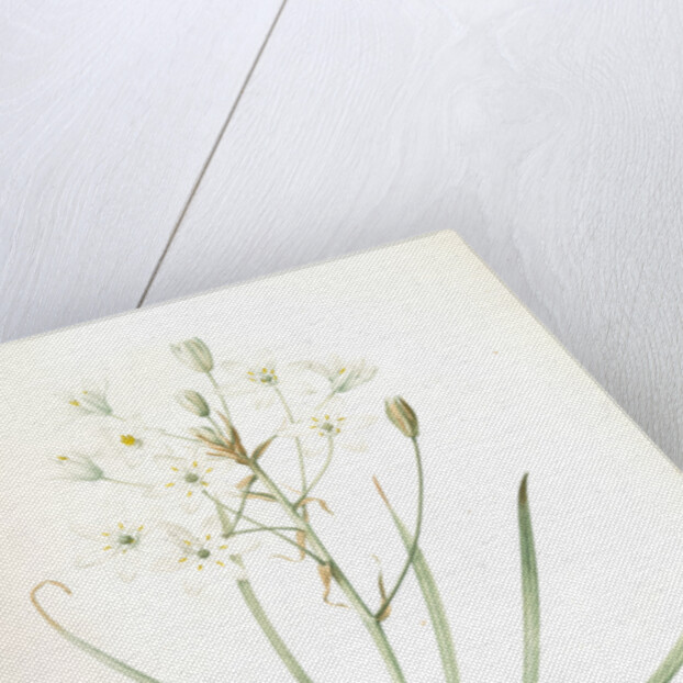 Ornithogalum umbellatum, Ornithogale en ombelle; Star of Bethlehem by Pierre Joseph Redouté