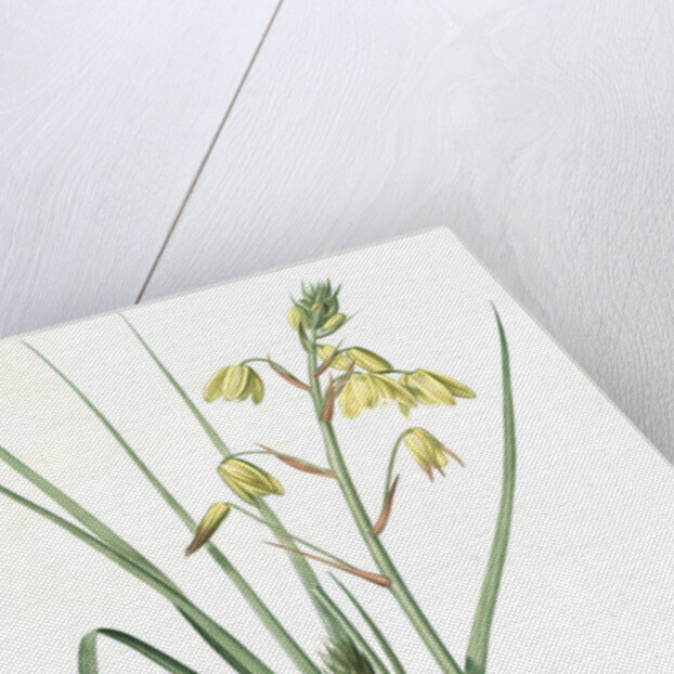 Albuca major, Albuca á large feuille, Larger Albuca by Pierre Joseph Redouté