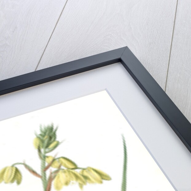 Albuca major, Albuca á large feuille, Larger Albuca by Pierre Joseph Redouté