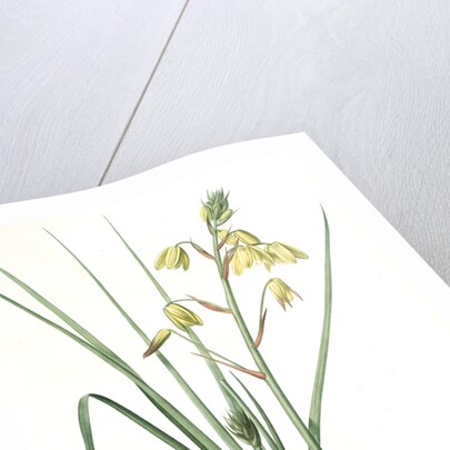 Albuca major, Albuca á large feuille, Larger Albuca by Pierre Joseph Redouté