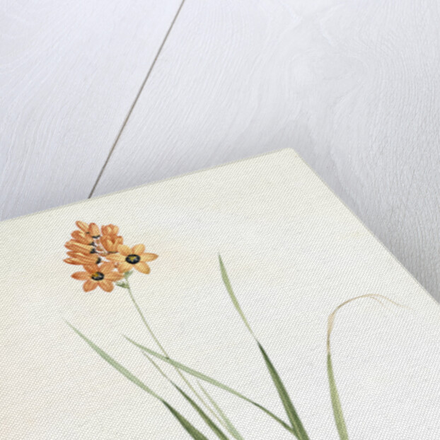 Ixia conica, Ixia masculata; Ixia conique, Orange-colored Ixia by Pierre Joseph Redouté