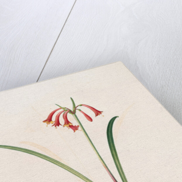 Cyrtanthus angustifolius, Cyrtanthus uniflorus; Cyrtanthe à feuilles étroites, Fire lily by Pierre Joseph Redouté