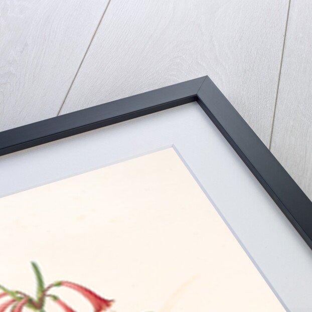 Cyrtanthus angustifolius, Cyrtanthus uniflorus; Cyrtanthe à feuilles étroites, Fire lily by Pierre Joseph Redouté