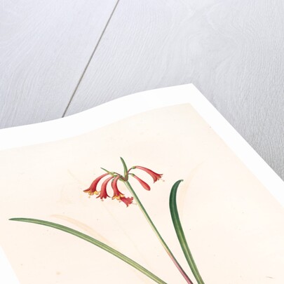 Cyrtanthus angustifolius, Cyrtanthus uniflorus; Cyrtanthe à feuilles étroites, Fire lily by Pierre Joseph Redouté