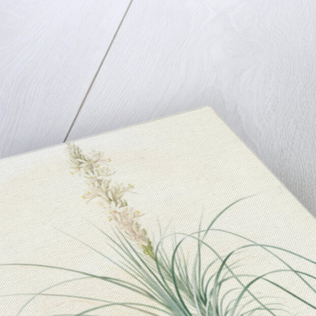 Asphodelus tauricus, Asphodeline taurica; Asphodèle taurique; Jacob's rod by Pierre Joseph Redouté