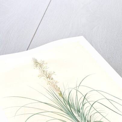 Asphodelus tauricus, Asphodeline taurica; Asphodèle taurique; Jacob's rod by Pierre Joseph Redouté