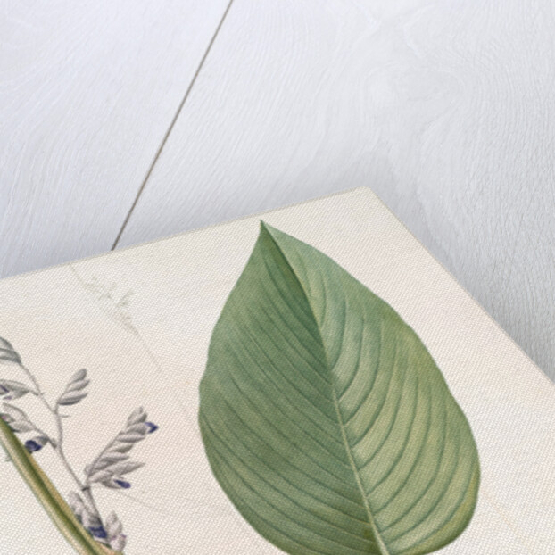 Peronia stricta, Thalia dealbata; Péronie, Powdery Alligator Flag by Pierre Joseph Redouté