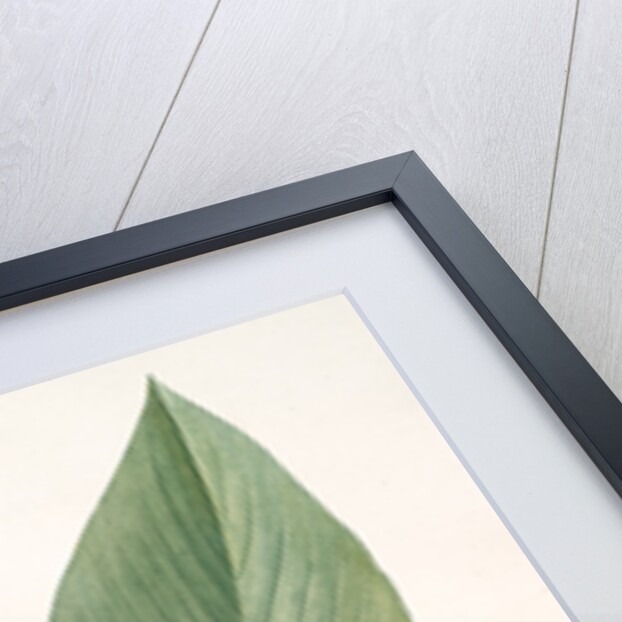 Peronia stricta, Thalia dealbata; Péronie, Powdery Alligator Flag by Pierre Joseph Redouté