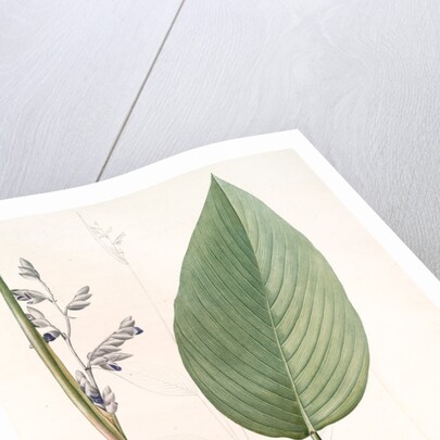 Peronia stricta, Thalia dealbata; Péronie, Powdery Alligator Flag by Pierre Joseph Redouté