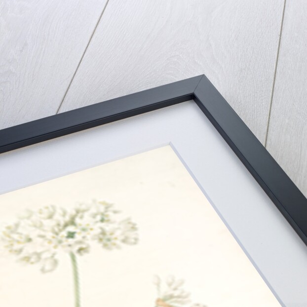 Allium album, Allium subhirsutum; Ail blanc, Hairy garlic by Pierre Joseph Redouté