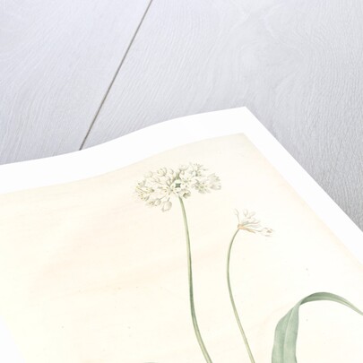 Allium album, Allium subhirsutum; Ail blanc, Hairy garlic by Pierre Joseph Redouté