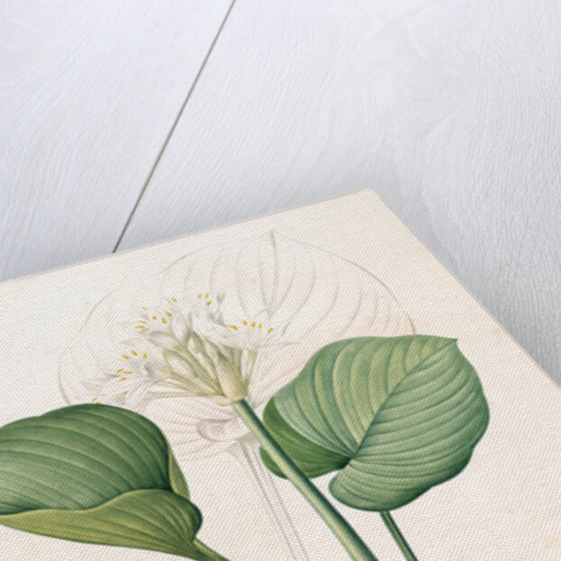 Pancratium amboinense, Eurycles sylvestris; Pancrace d'Amboine; Brisbane Lily by Pierre Joseph Redouté