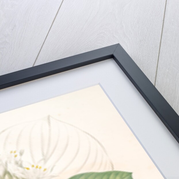 Pancratium amboinense, Eurycles sylvestris; Pancrace d'Amboine; Brisbane Lily by Pierre Joseph Redouté