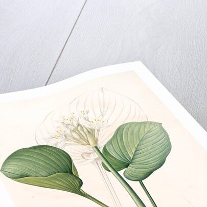 Pancratium amboinense, Eurycles sylvestris; Pancrace d'Amboine; Brisbane Lily by Pierre Joseph Redouté