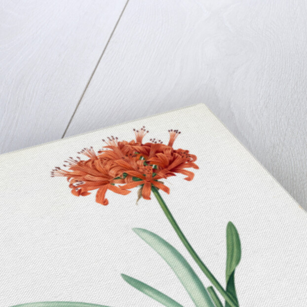 Amaryllis curvifolia, Nerine curvifolia; Amryllis, Glaucous-leaved Amrylis by Pierre Joseph Redouté