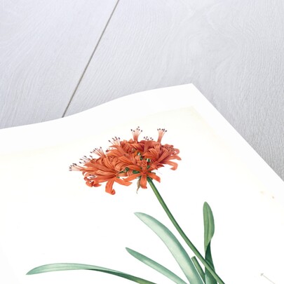 Amaryllis curvifolia, Nerine curvifolia; Amryllis, Glaucous-leaved Amrylis by Pierre Joseph Redouté