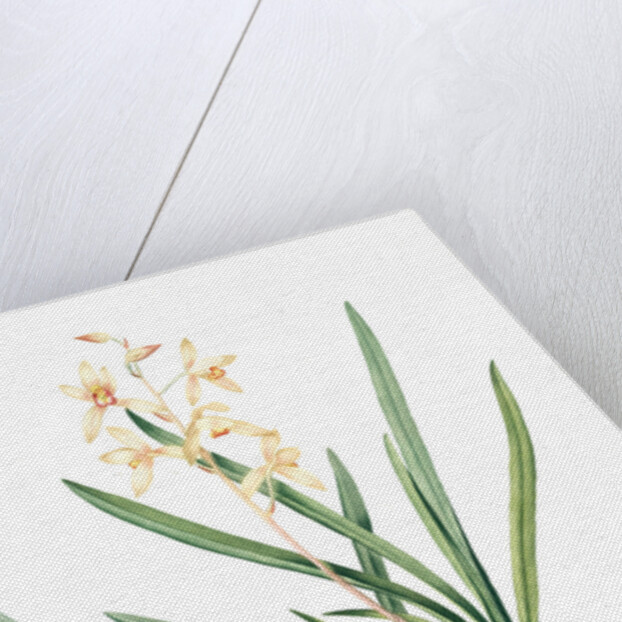 Epidendrum sinense, Cymbidium sinense; Epindendre de Chine, Chinese Epidendrum by Pierre Joseph Redouté