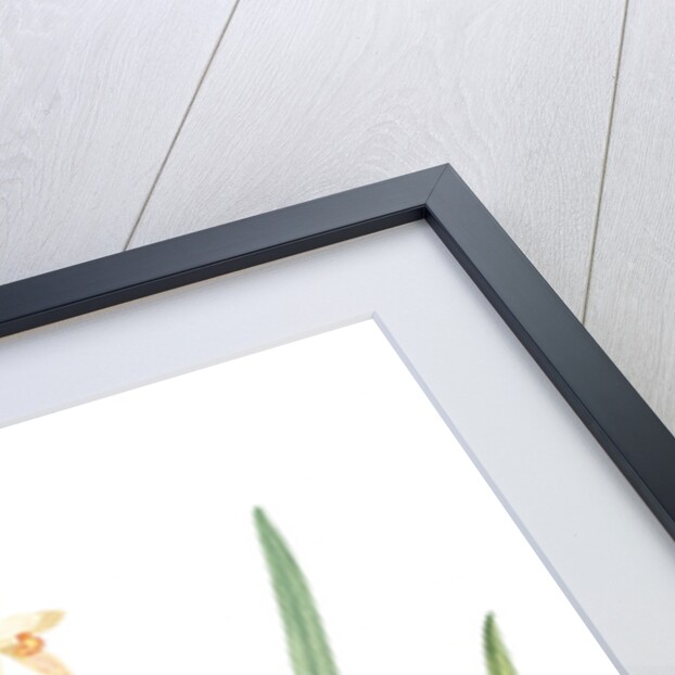 Epidendrum sinense, Cymbidium sinense; Epindendre de Chine, Chinese Epidendrum by Pierre Joseph Redouté