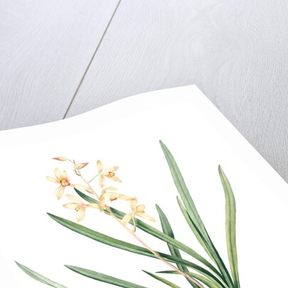 Epidendrum sinense, Cymbidium sinense; Epindendre de Chine, Chinese Epidendrum by Pierre Joseph Redouté