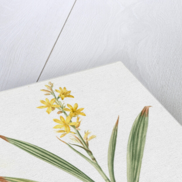 Wachendorfia thyrsiflora, Wachendorfe en thyrse, Bloodroot, Rooikanol by Pierre Joseph Redouté