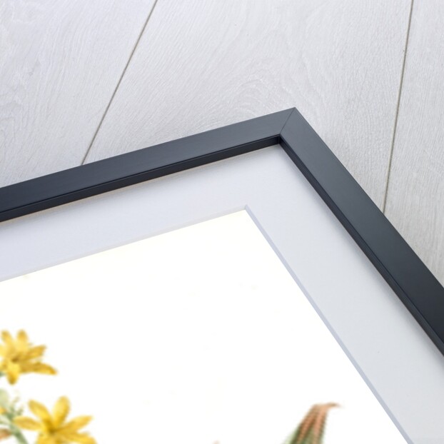 Wachendorfia thyrsiflora, Wachendorfe en thyrse, Bloodroot, Rooikanol by Pierre Joseph Redouté