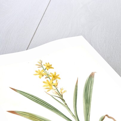 Wachendorfia thyrsiflora, Wachendorfe en thyrse, Bloodroot, Rooikanol by Pierre Joseph Redouté