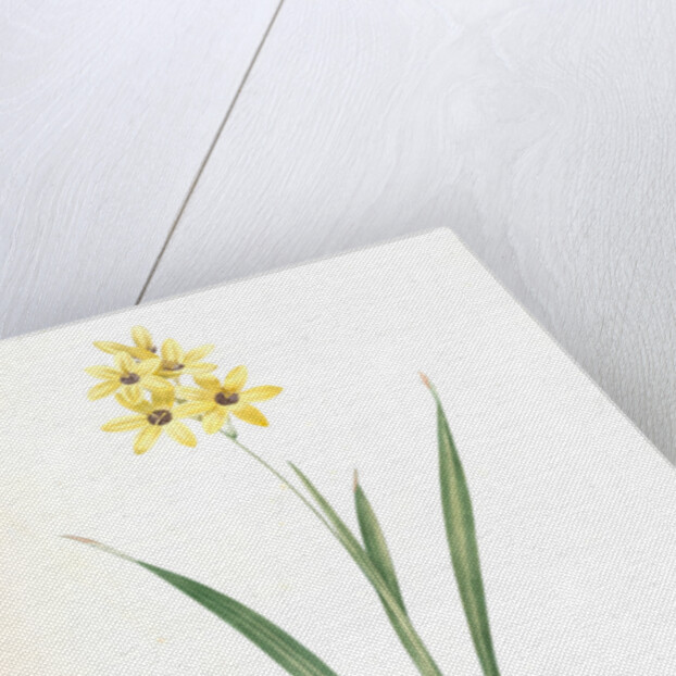 Ixia fusco-citrina, Ixia maculata; Ixia jaune et brun, African cornlily by Pierre Joseph Redouté