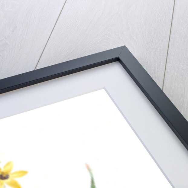 Ixia fusco-citrina, Ixia maculata; Ixia jaune et brun, African cornlily by Pierre Joseph Redouté