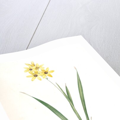 Ixia fusco-citrina, Ixia maculata; Ixia jaune et brun, African cornlily by Pierre Joseph Redouté