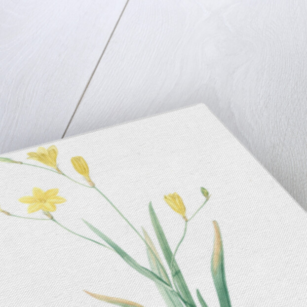 Ixia bulbifera, Ixia porte-bulbes by Pierre Joseph Redouté