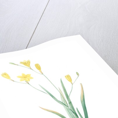 Ixia bulbifera, Ixia porte-bulbes by Pierre Joseph Redouté