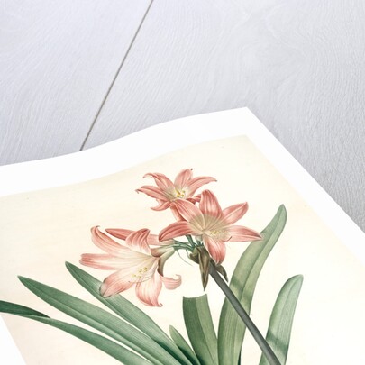 Amaryllis Belladonna, Amaryllis belladona; Amaryllis belladone; Belladonna Lily, Jersey Lily by Pierre Joseph Redouté