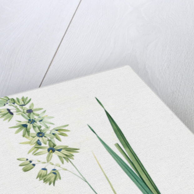 Ixia viridiflora, Ixia á fleurs vertes, African Corn Lily; Groenkalossie by Pierre Joseph Redouté