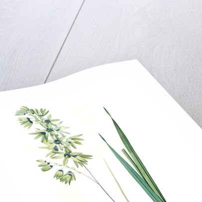 Ixia viridiflora, Ixia á fleurs vertes, African Corn Lily; Groenkalossie by Pierre Joseph Redouté