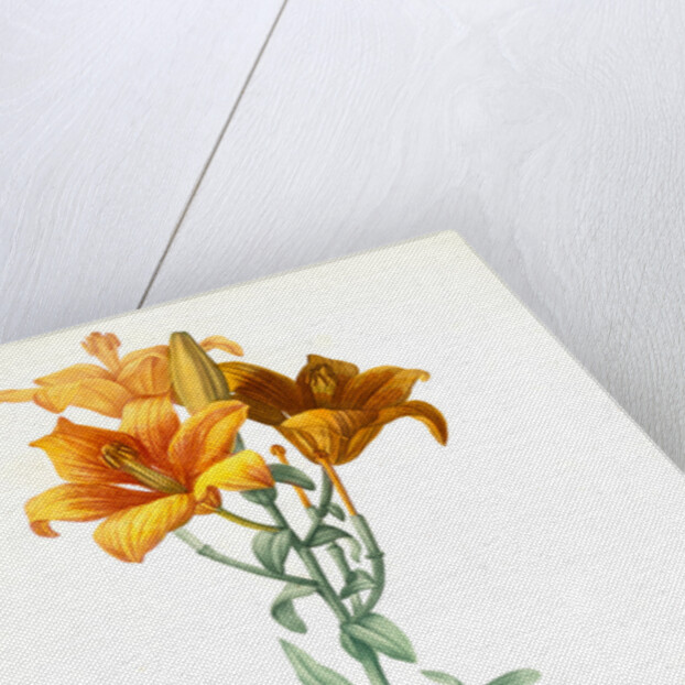 Lilium bulbiferum, Lis bulbiferum; Lis bulbifère; Orange lily by Pierre Joseph Redouté