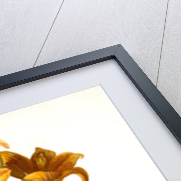 Lilium bulbiferum, Lis bulbiferum; Lis bulbifère; Orange lily by Pierre Joseph Redouté