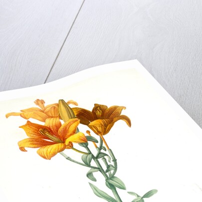 Lilium bulbiferum, Lis bulbiferum; Lis bulbifère; Orange lily by Pierre Joseph Redouté