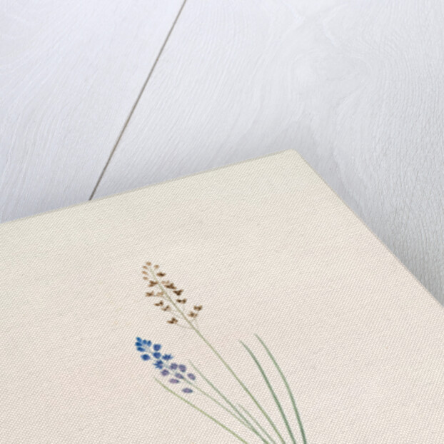 Scilla autumnalis, Scille de'automne; Autumn Squill by Pierre Joseph Redouté