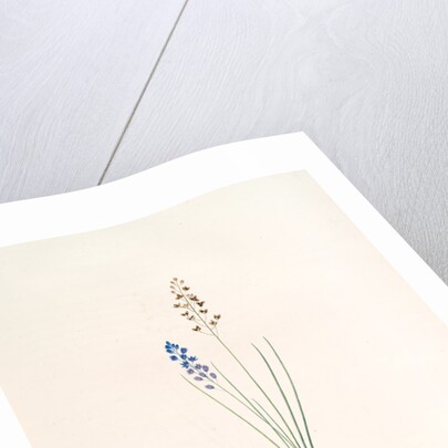 Scilla autumnalis, Scille de'automne; Autumn Squill by Pierre Joseph Redouté